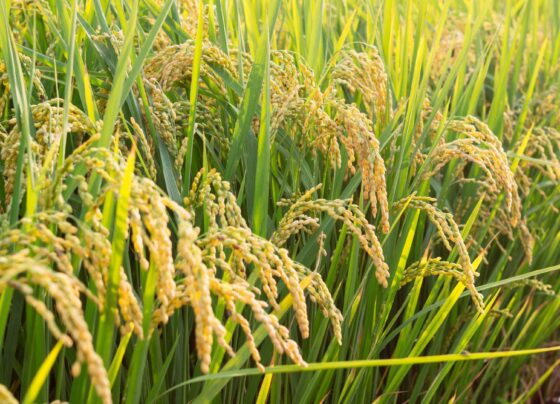Arroz enfrenta desafios em 2024 mas projeta supersafra 7