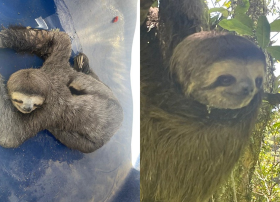 Bicho-preguiça é resgatado após ser encontrado por lojista em caminhão no litoral de SP 4