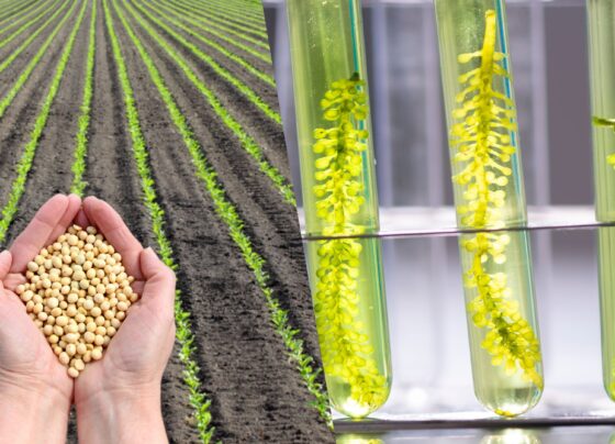 Cadeia da soja e do biodiesel tem renda real melhorada no terceiro trimestre de 2024 3