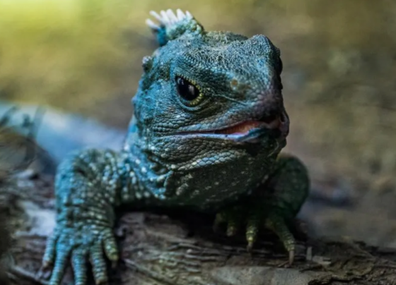 Conheça a História dos Únicos Animais Vivos desde o Século XIX 16