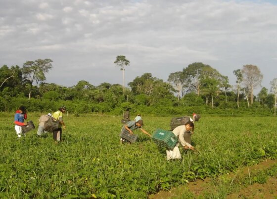 Governo lança programa para agricultura familiar e agroecologia 13