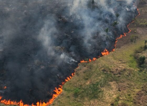 MapBiomas: 30 milhões de hectares foram queimados no Brasil 6