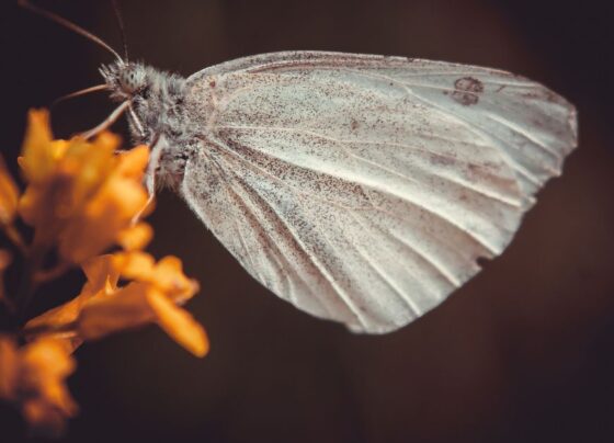 Mariposas decidem onde botar ovos com base no “choro de plantas desidratadas“ 7