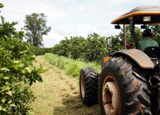 Agro de São Paulo fecha 2025 com superávit de US$ 23 bilhões 16