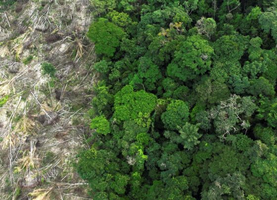 Áreas desmatadas da Amazônia sofrem com aumento de temperatura na seca 6