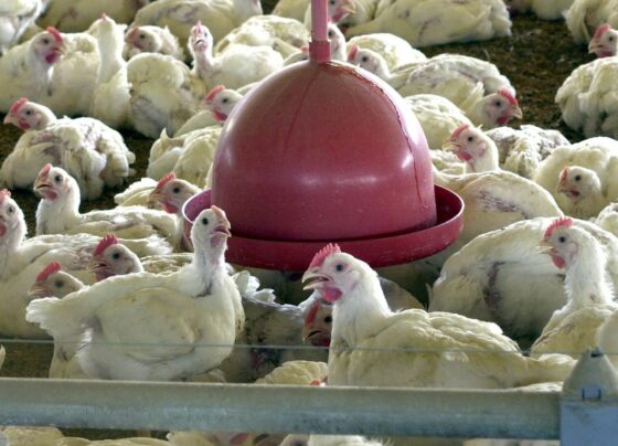 China encerra embargo e libera frango do RS após surto sanitário 4