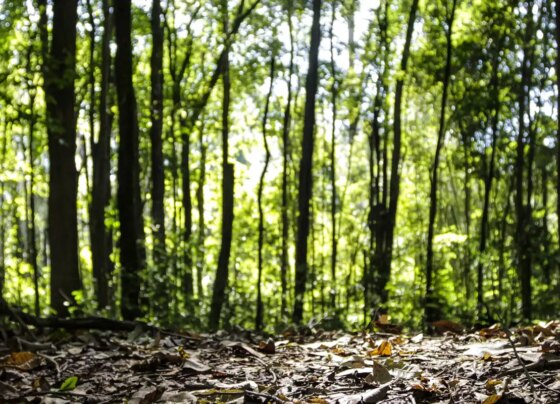 Começa o período de Defeso Florestal no Amazonas 21