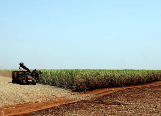 IBGE prevê safra recorde de 346 milhões de toneladas em 2025 14
