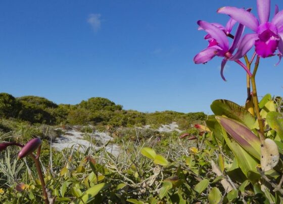 Inpe confirma redução de desmatamento na maioria dos biomas em 2024 3
