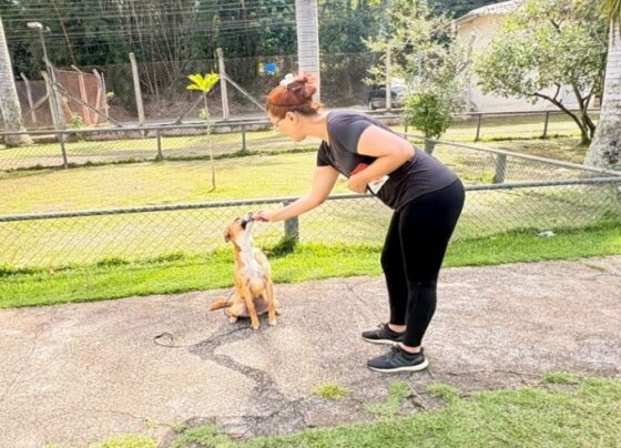 Núcleo de Bem-Estar Animal passa a oferecer ozonioterapia e adestramento para animais abrigados 3