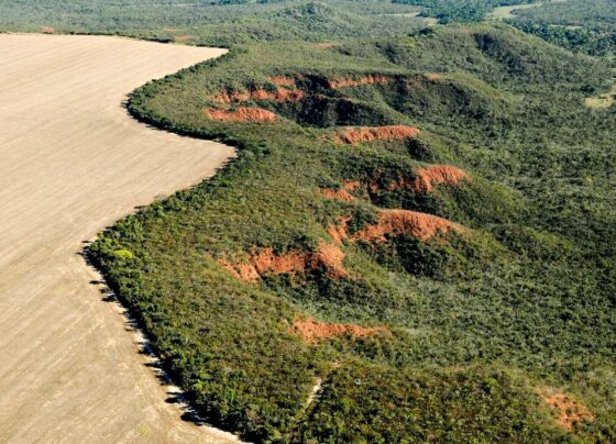 Universidades se unem para promover medidas de preservação do Cerrado 9
