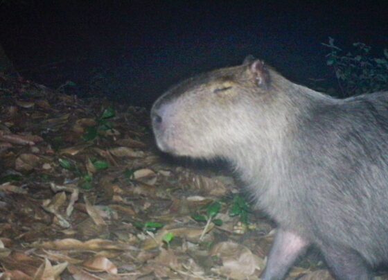 Capivara espancada, na Ilha do Governador, corre risco de ficar cega 3