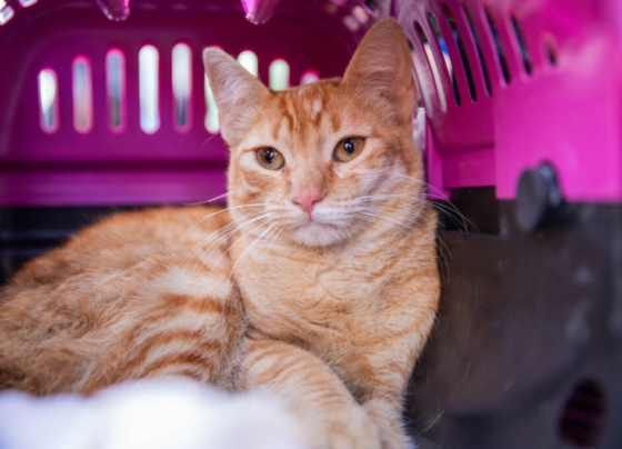 Mutirão de castração em Ferraz atenderá cerca de 600 cães e gatos no Jardim Anchieta 5