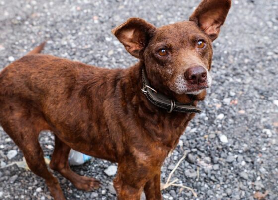 Prefeitura de Ferraz orienta população sobre como denunciar maus-tratos a animais 1