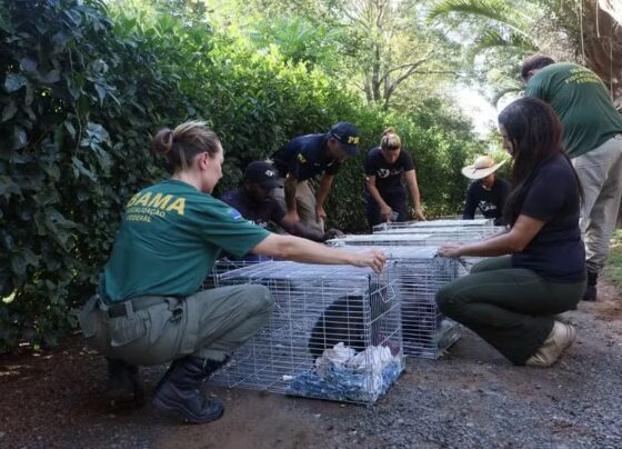 Último criadouro de macacos-prego do Brasil é desativado por maus-tratos após operação do Ibama 17