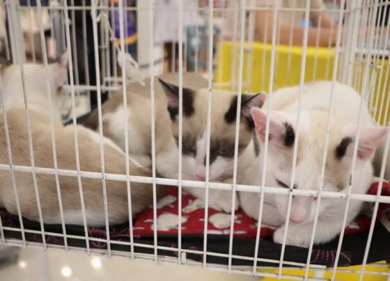 ‘Baby, me Leva!’ retorna ao Suzano Shopping neste sábado 1