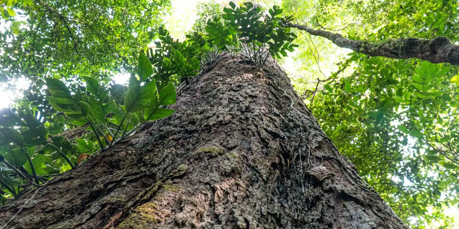 Florestas degradadas da Amazônia estão se tornando mais vulneráveis 5
