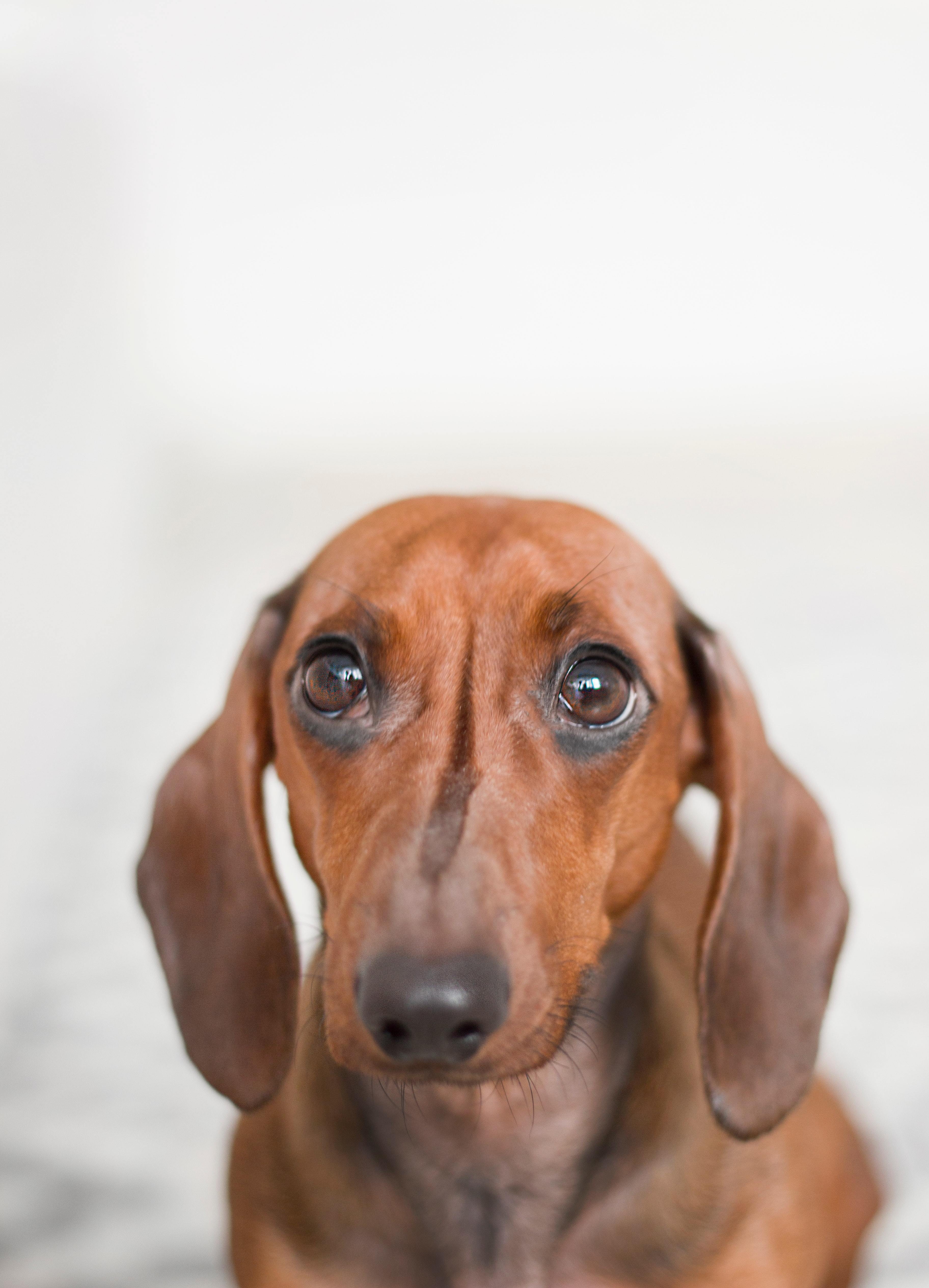 Morte de um animal de estimação é difícil para as pessoas, mas e para os outros pets? 3