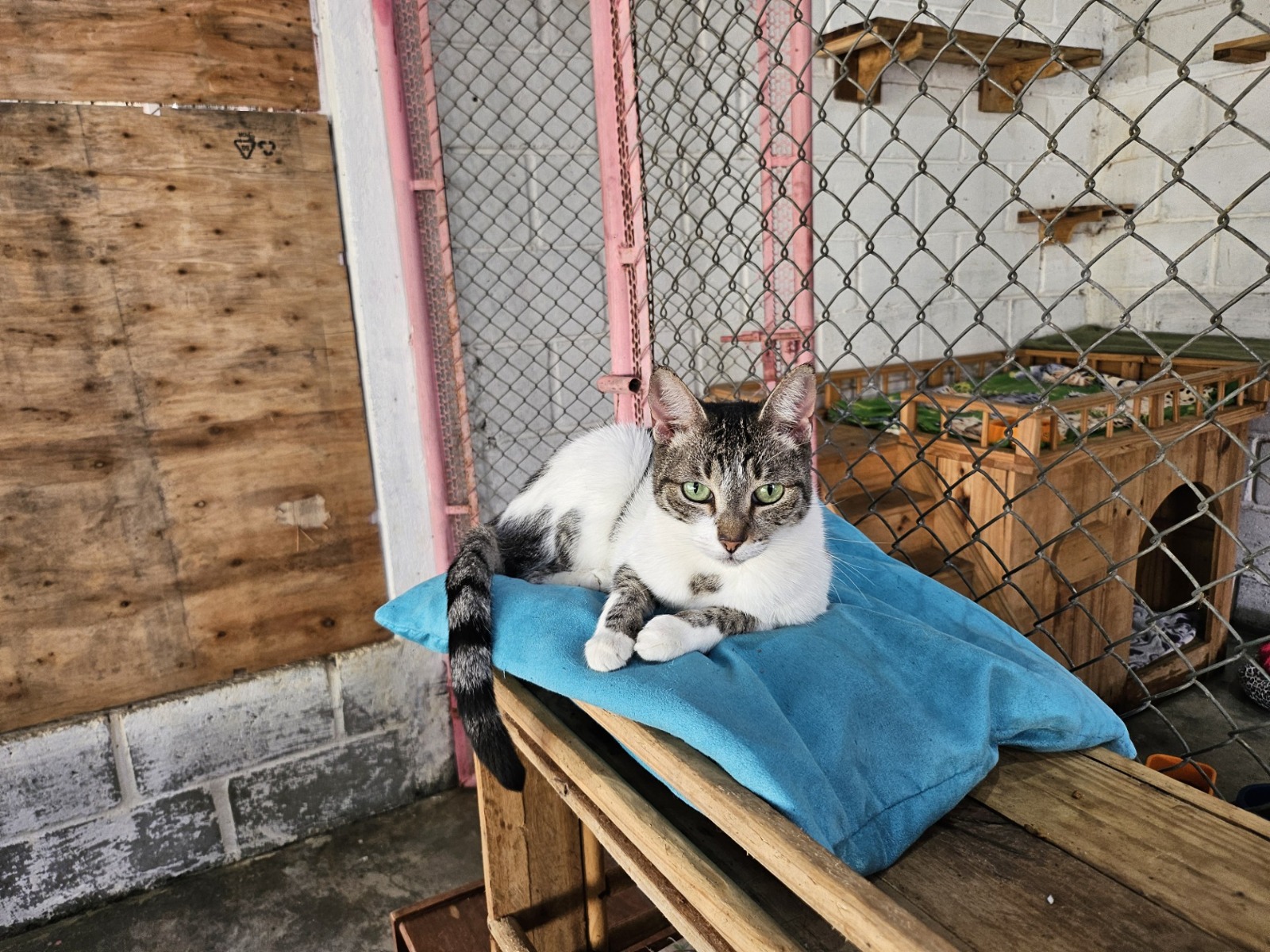 Mundo pet: canil e gatil em unidades prisionais unem cuidado de animais e reintegração social 4