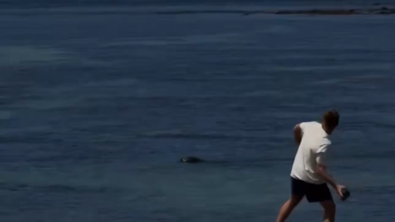 Turista é preso após ser flagrado atirando pedra contra foca que é símbolo de cidade no Havaí 1