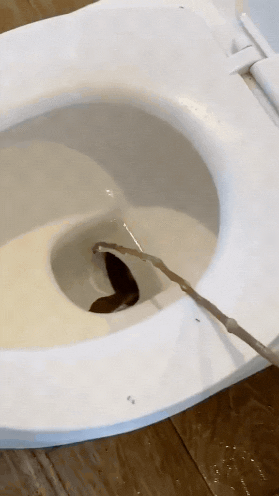 Vídeo: Hóspede encontra cobra venenosa de 1,2m dentro de vaso sanitário em hotel nas Filipinas 1