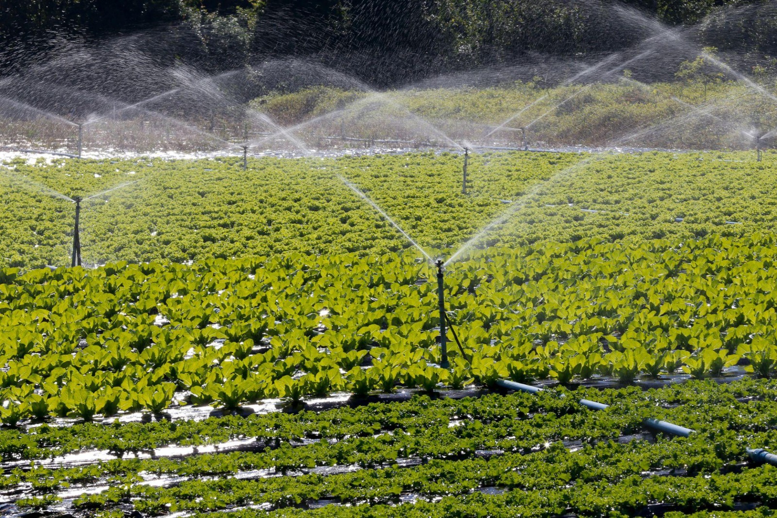 Salesópolis recebe capacitação em boas práticas agrícolas neste mês 2 Salesópolis recebe capacitação em boas práticas agrícolas neste mês 1