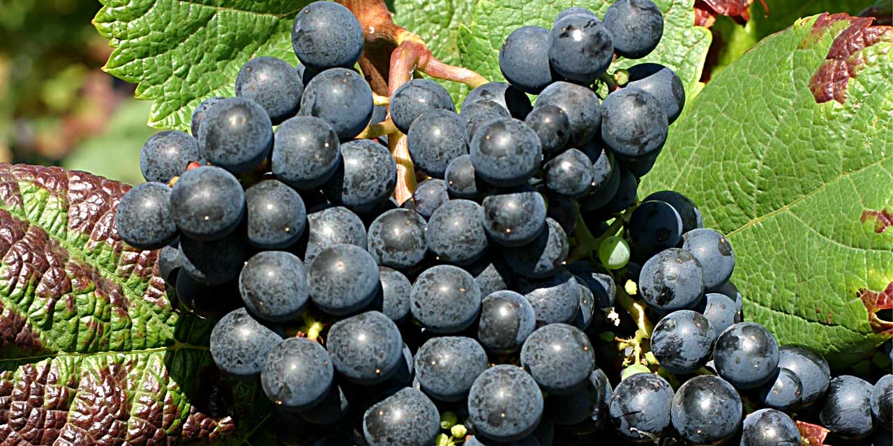 Dia da Uva Tannat: explorando vinhos do Uruguai 3