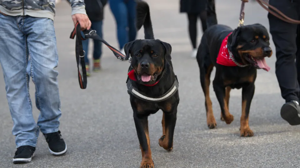 Raças de cachorros que são proibidas ao redor do mundo 1