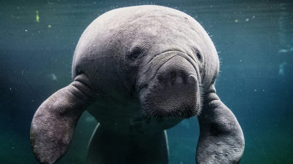 Criaturas míticas e os animais reais que são sua origem 8