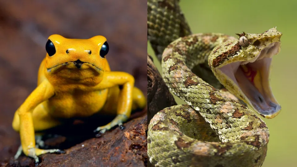 As mordidas e picadas de animais mais dolorosas para os humanos 2