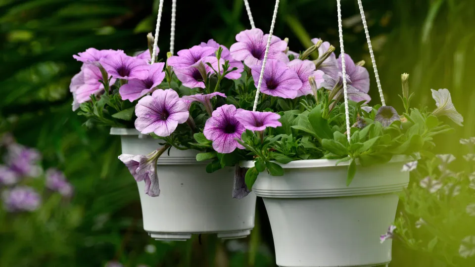 5 dicas de especialistas para fazer suas plantas florescerem mais 3