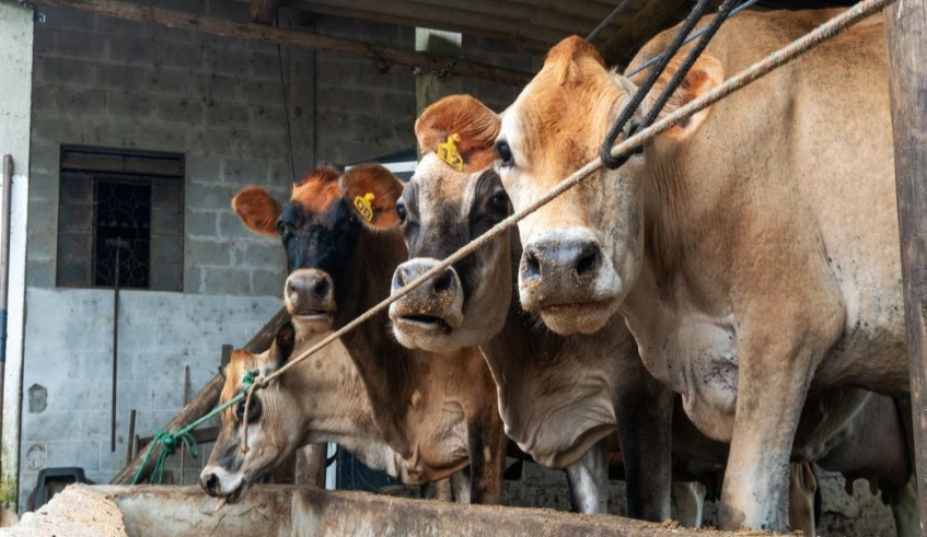 Agricultura Mogiana alerta para prazo final de vacinação contra brucelose bovina, no dia 30 deste mês 11