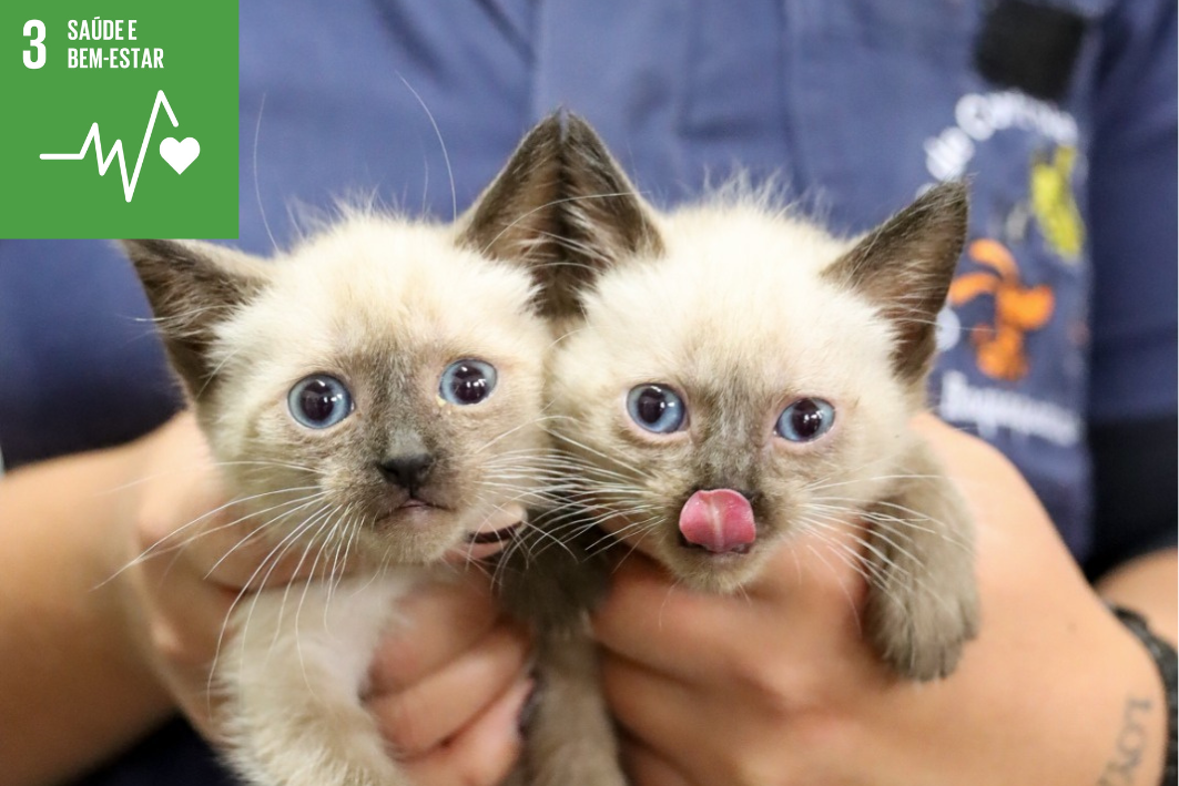 Feira de adoção animal acontece neste sábado (6) no Pateo Itaquá 1