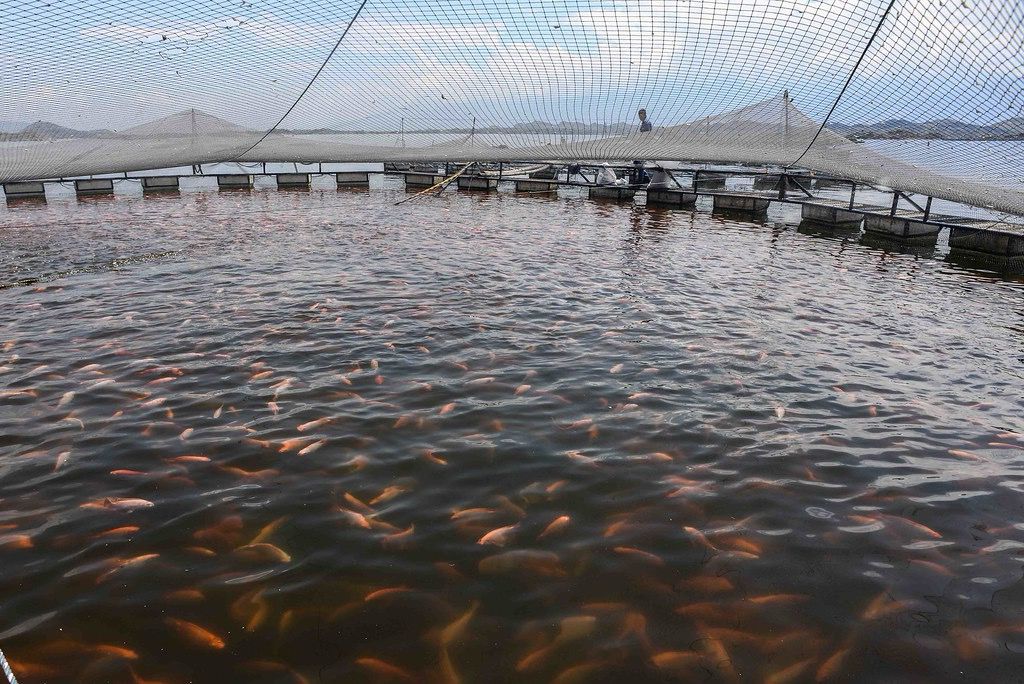 Instituto de Pesca de SP aposta no futuro sustentável da tilapicultura brasileira com menos antibióticos e mais prevenção 9