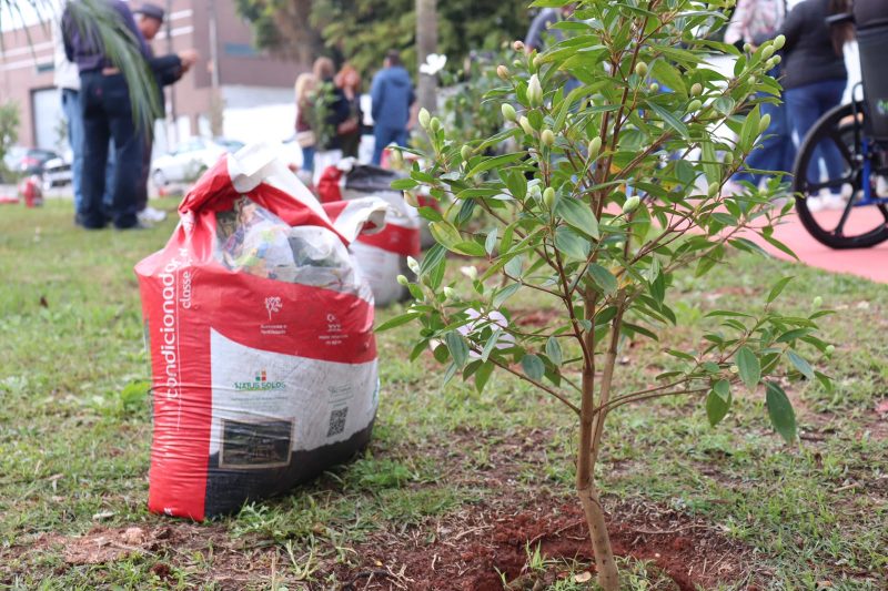 Parceria entre a Prefeitura de Suzano e Rotary garante plantio de 45 árvores no Jd. Colorado 7