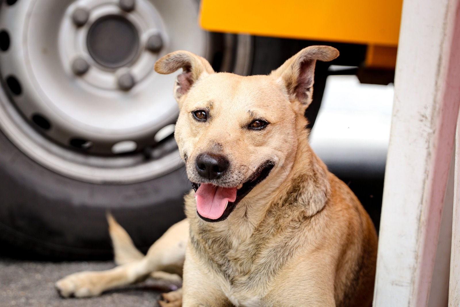 Prefeitura de Ferraz realiza novo mutirão de castração gratuita para cães e gatos no dia 19 de junho 5