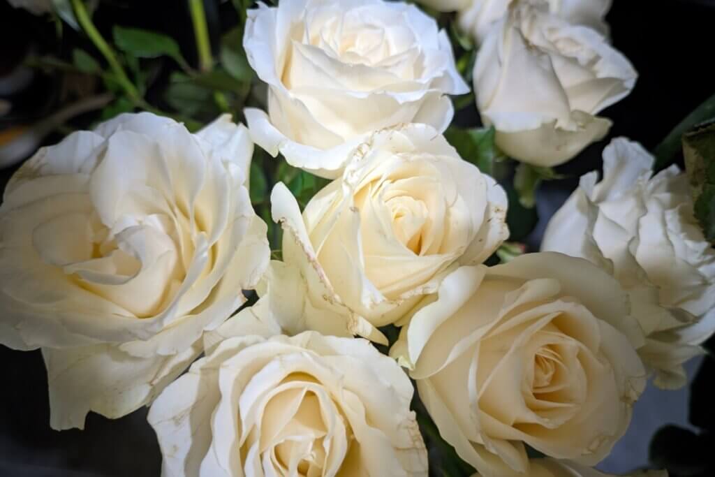 Rosas para o Dia dos Namorados: descubra qual cor combina com a sua história de amor 1