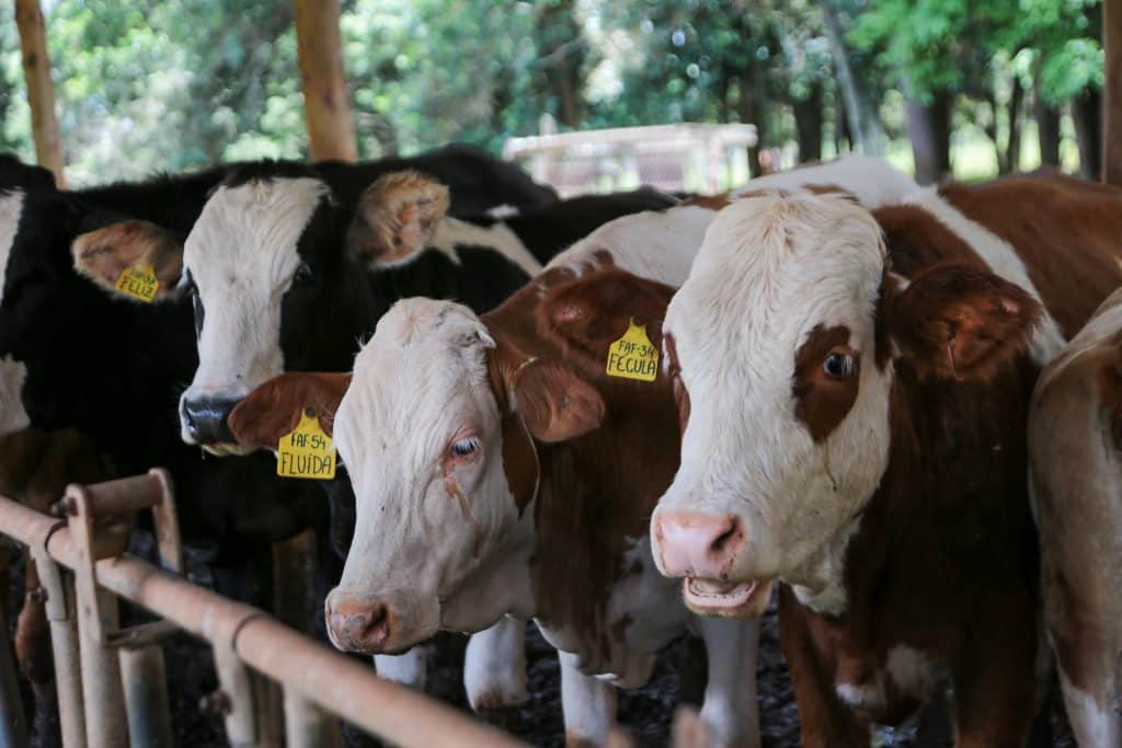 Sanidade animal: SP faz campanha de atualização de rebanhos até domingo (14) 11