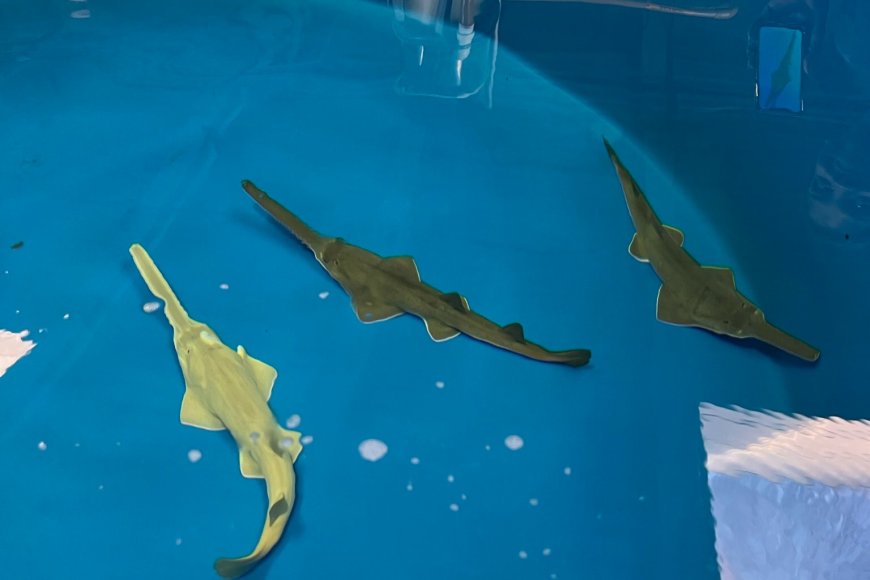 SeaWorld Orlando celebra importante marco de conservação com nascimento de filhotes de peixes-serra
