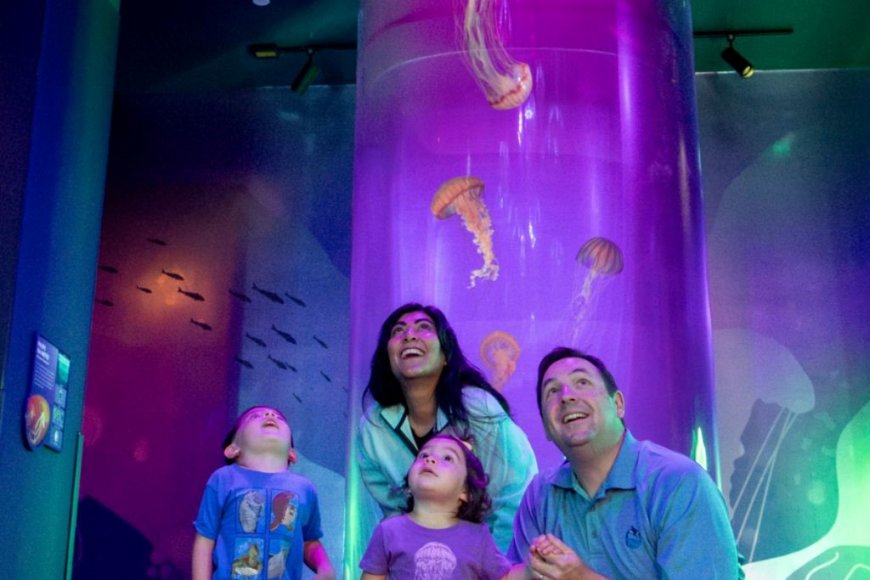SeaWorld San Diego (CA) anuncia data de inauguração de sua nova atração