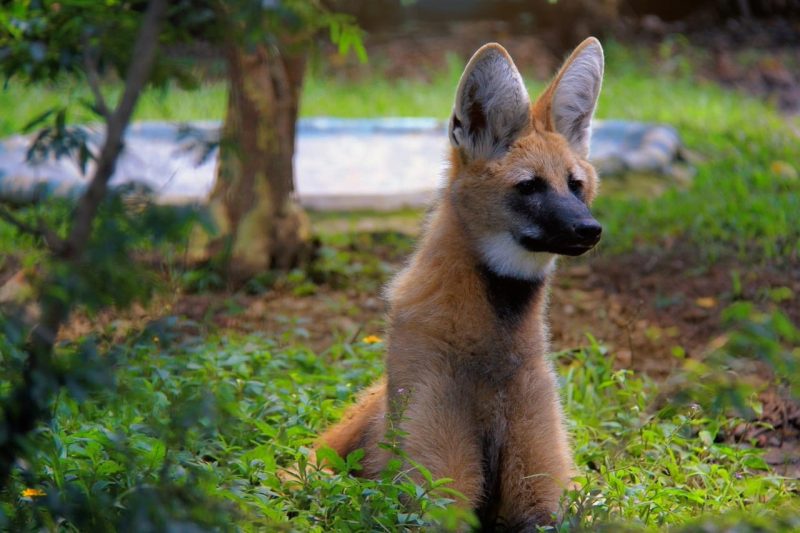 Loba-guará Glória comemora seis anos com programação especial no Zoológico de Guarulhos 5