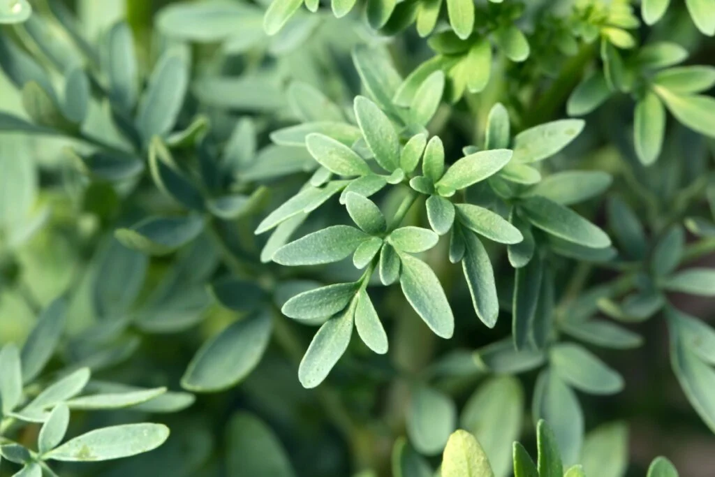 Arruda: 4 benefícios da planta para a espiritualidade 1