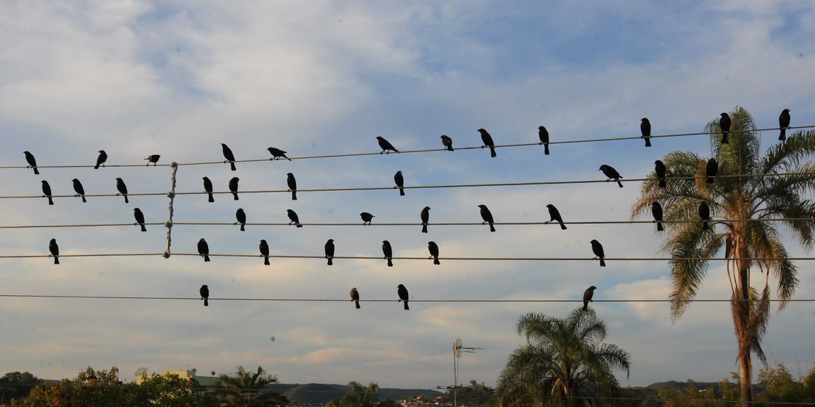 Foto de pássaros em fios elétricos vira sinfonia premiada em Cannes 7