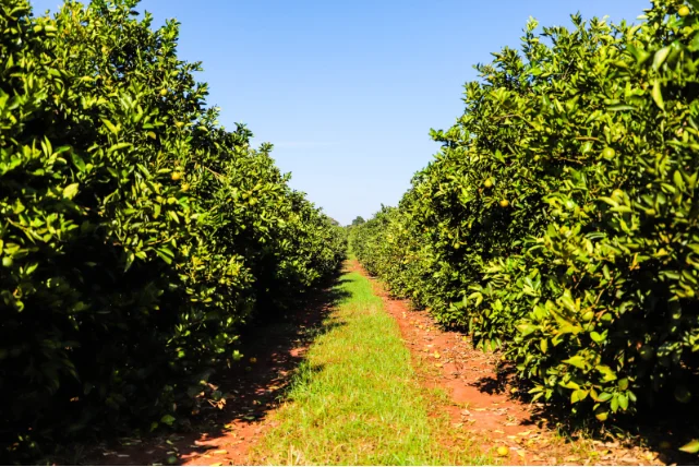 Portaria classifica municípios paulistas de acordo com incidência de Greening, doença que ameaça a citricultura
