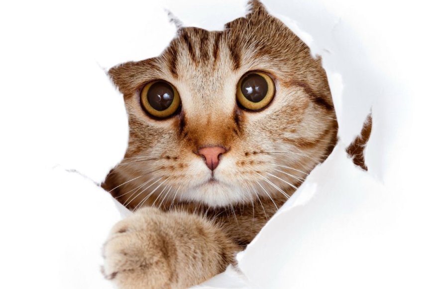 Dia Mundial do Gato fortalece o compromisso com o seu bem-estar