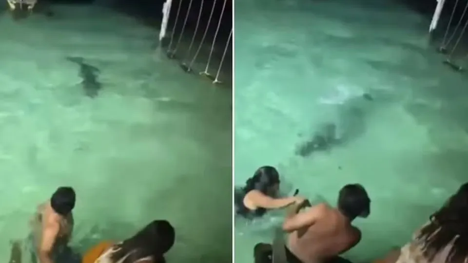 Banhistas escapam de crocodilo durante banho noturno em resort; vídeo 7