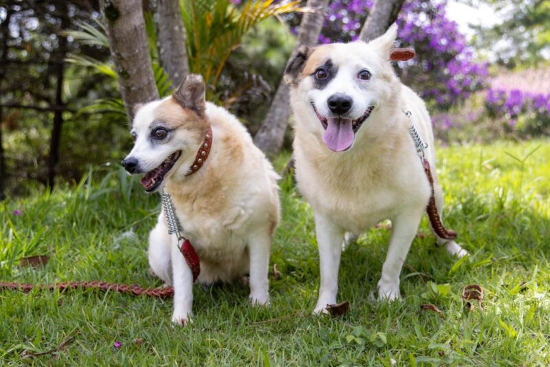 Itaquá realiza pré-cadastro para castração gratuita de cães e gatos 1
