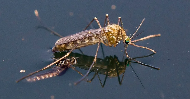 Centro de Vigilância Epidemiológica de São Paulo confirma dois casos de Febre do Nilo Ocidental no estado