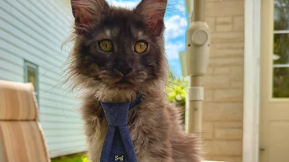 Gato Maine Coon com 29 dedos entra no Guinness e quebra recorde mundial 1