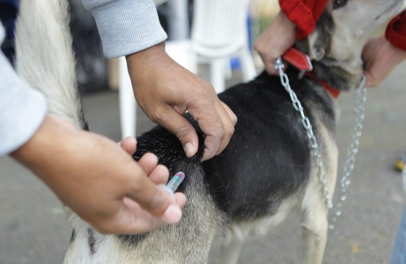Poá promove campanha gratuita de vacinação antirrábica para cães e gatos neste domingo 7